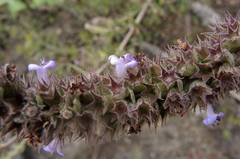 Hyptis rhytidea