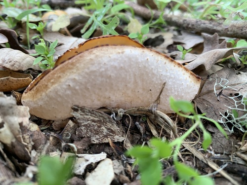 iNaturalist observation photo of layered cup