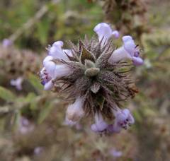 Hyptis rhytidea