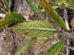 Hyptis rhytidea