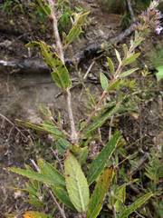 Hyptis rhytidea
