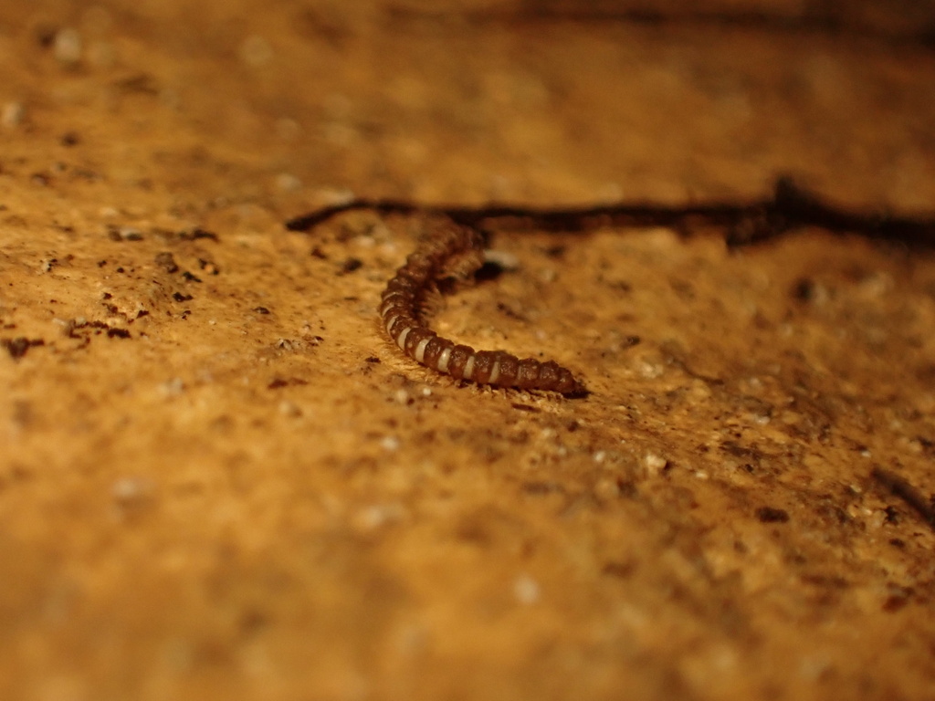 Devillea tuberculata