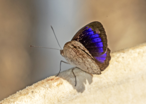 Eunica marsolia