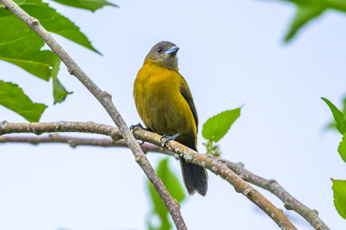 Scarlet-rumped Tanager (Ramphocelus passerinii), photo 3