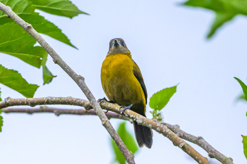 Scarlet-rumped Tanager (Ramphocelus passerinii), photo 4