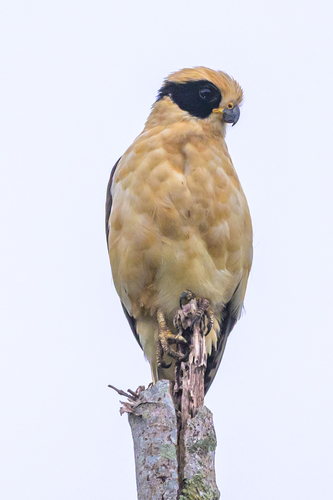 Laughing Falcon (Herpetotheres cachinnans), photo 5