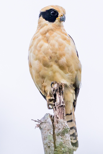 Laughing Falcon (Herpetotheres cachinnans), photo 4