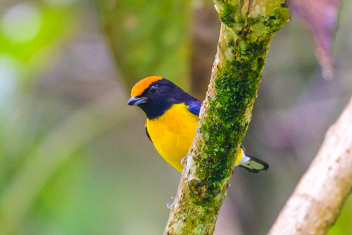 Tawny-capped Euphonia (Euphonia anneae), photo 2