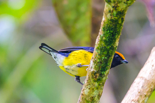 Tawny-capped Euphonia (Euphonia anneae), photo 3