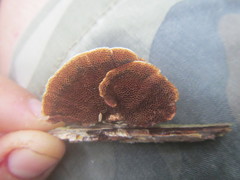 Hymenochaete setipora