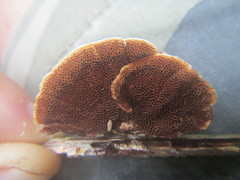 Hymenochaete setipora