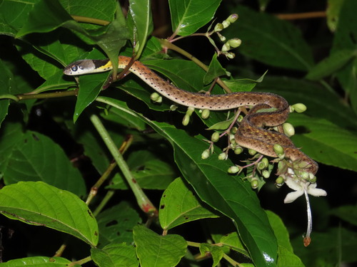 Rhabdophis subminiatus