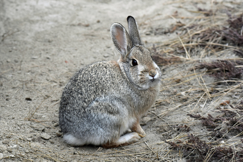 Mountain Cottontail