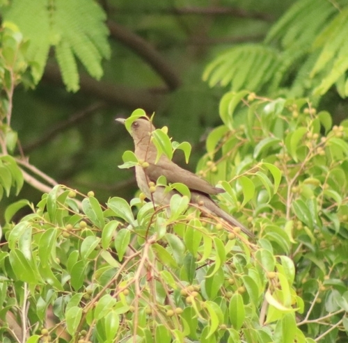 Black-billed Thrush (Turdus ignobilis)