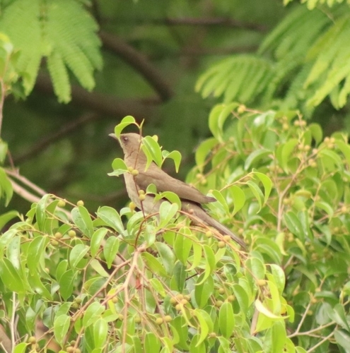 Black-billed Thrush (Turdus ignobilis), photo 2