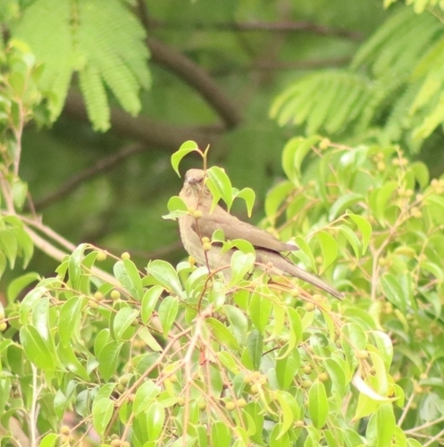 Black-billed Thrush (Turdus ignobilis), photo 9