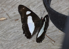 Pyrrhogyra stratonicus