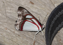 Pyrrhogyra stratonicus