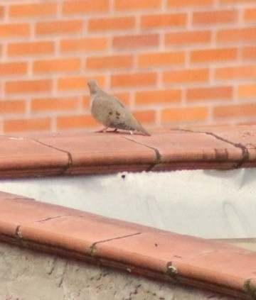 Eared Dove (Zenaida auriculata), photo 5