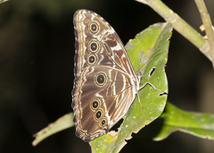 Morpho deidamia