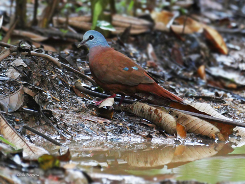 Blue-headed Wood-Dove