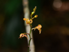Plocoglottis javanica