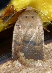 Sericaglaea signata