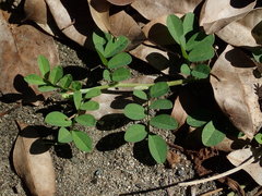 Indigofera spicata