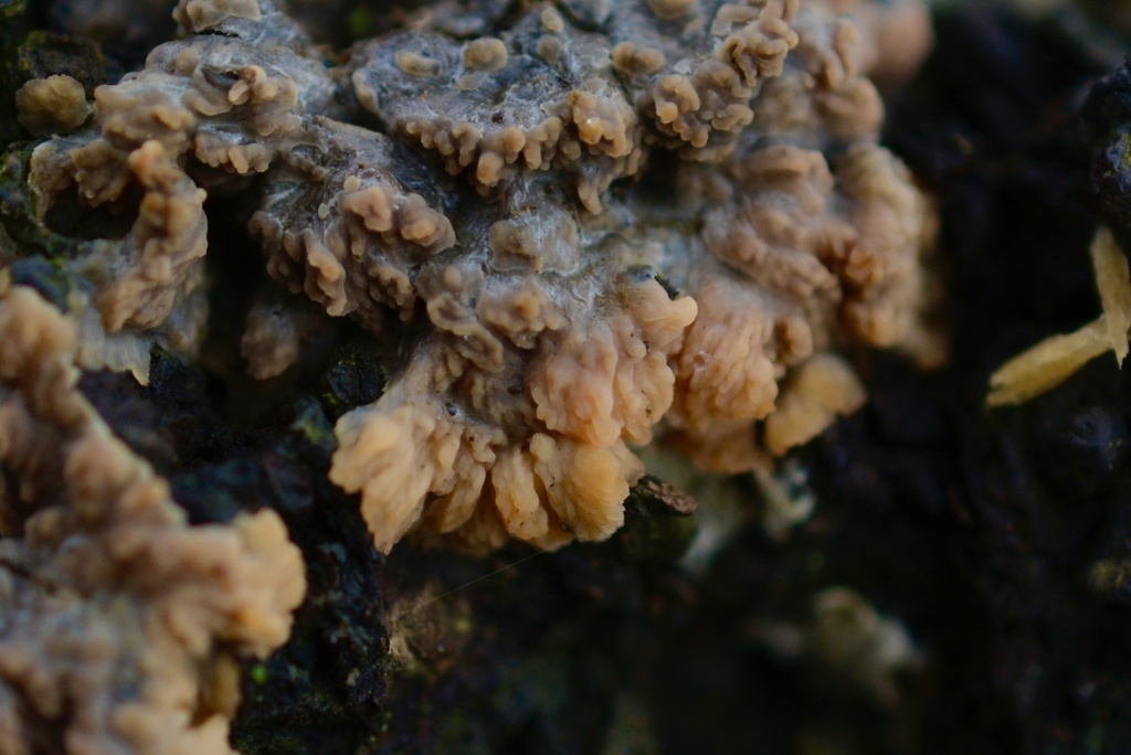 Phlebia radiata · January 2026 · photo: © cryptomarasmius (iNaturalist, cc-by)