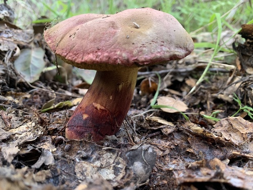 iNaturalist observation photo of oak-loving bolete