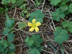 Oxalis corniculata