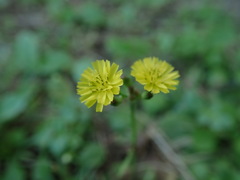 Youngia japonica