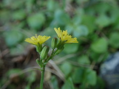 Youngia japonica