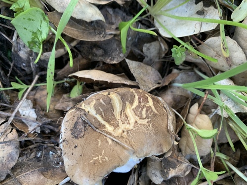 iNaturalist observation photo of Fungi Including Lichens