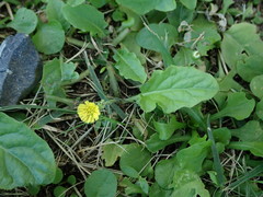Youngia japonica