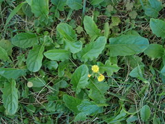 Youngia japonica
