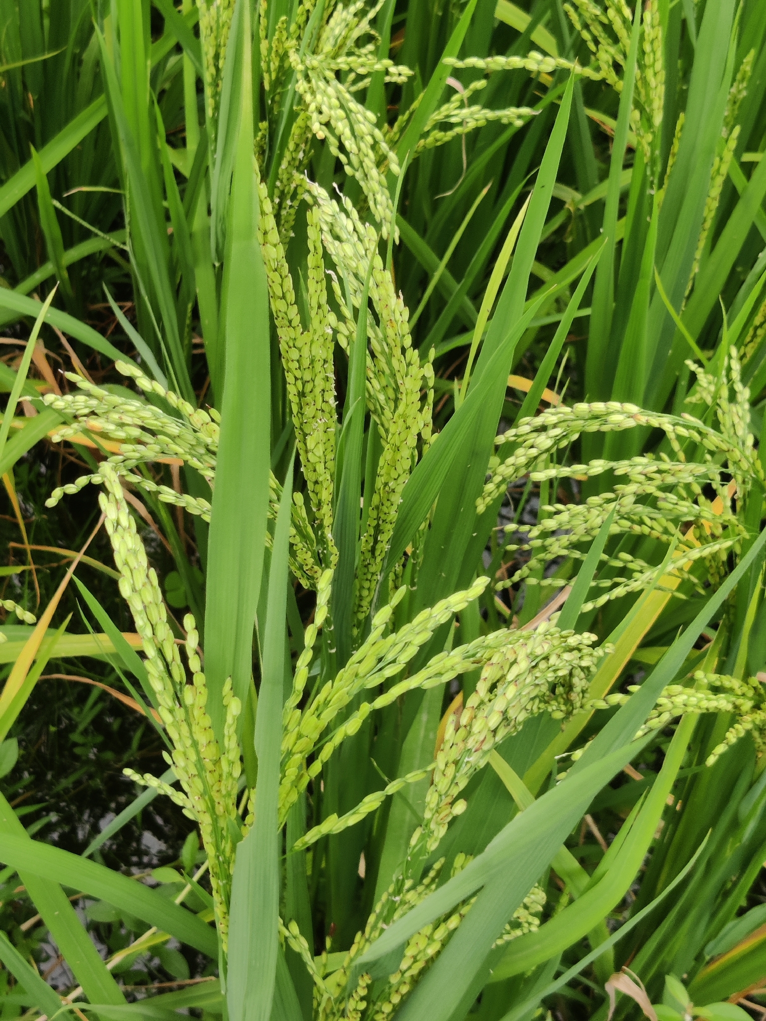 Asian Rice (Oryza sativa)