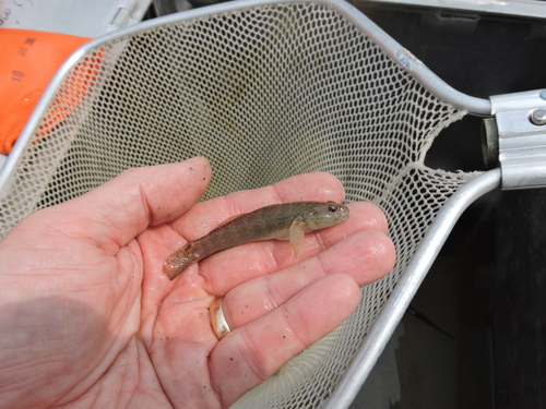 Ocellated goby (Papuligobius ocellatus) — Gobiidae