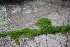 Crassula moschata