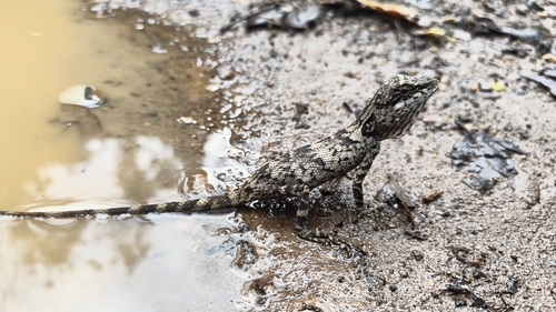 Montane Forest Lizard, Monilesaurus montanus