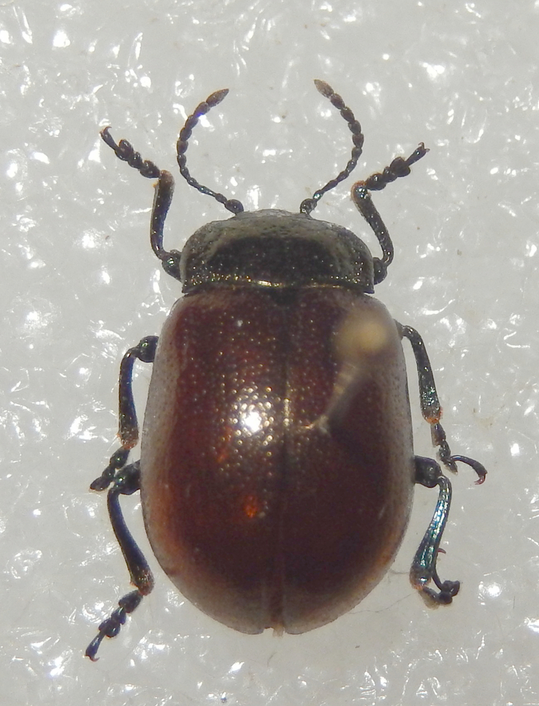 Chrysolina koltzei