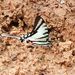 Neographium agesilaus neosilaus - Photo (c) Jan Meerman, some rights reserved (CC BY-NC), uploaded by Jan Meerman