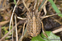 Odiellus