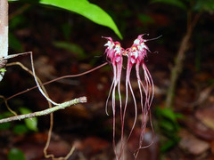 Bulbophyllum gracillimum
