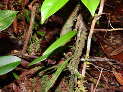Bulbophyllum gracillimum