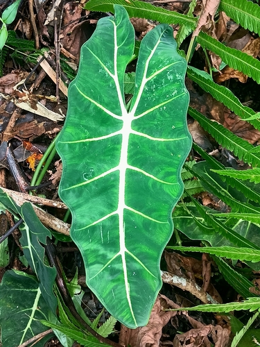 Alocasia micholitziana (Alocasia micholitziana)