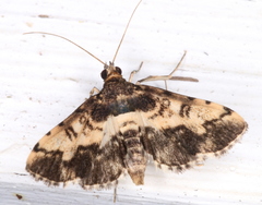 Nacoleia