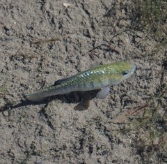 Cyprinodon nevadensis shoshone