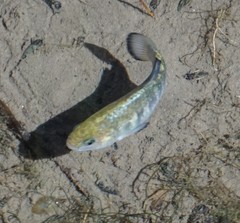 Cyprinodon nevadensis shoshone
