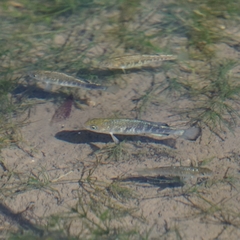 Cyprinodon nevadensis shoshone